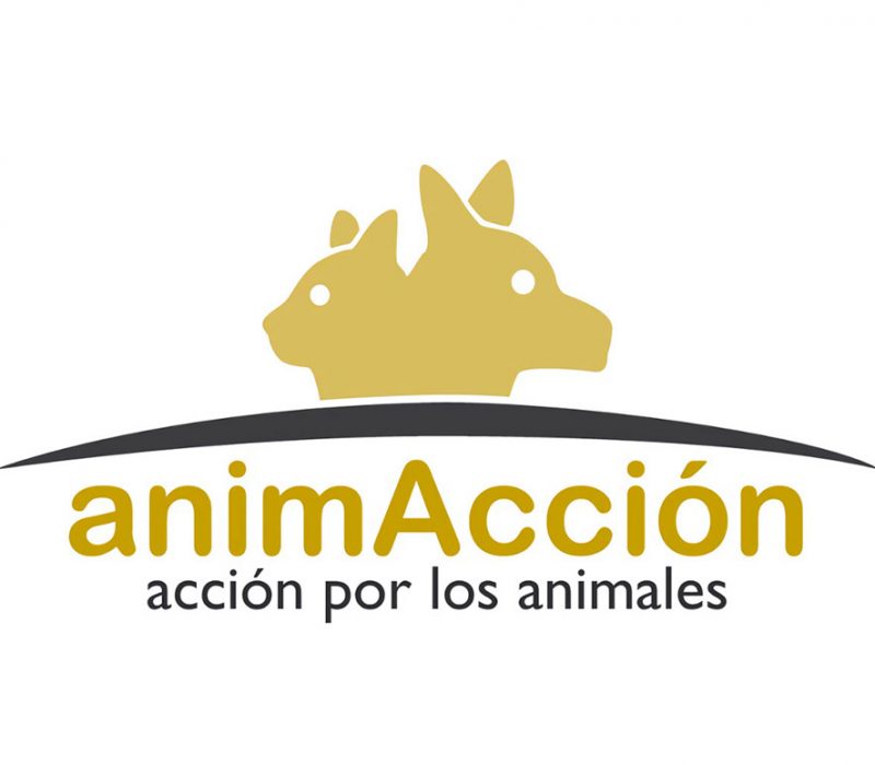 black_acogidas_adopciones_colab_animaccion